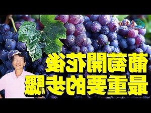 種葡萄 盆栽